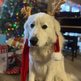 Great Pyrenees All Grown Up from The Yosemite Pyrenees Ranch