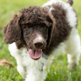 Boy 2 - male Poodle puppy in Grimsley, Tennessee from Above Standard Poodles