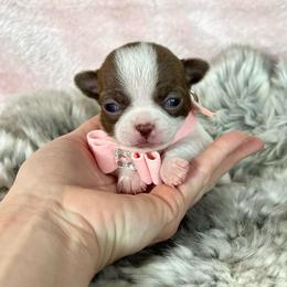 Diamond - Chocolate and white female Chihuahua puppy in Mesa, Arizona from Arizona Dream Chihuahuas