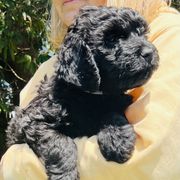 Michael Jordan - Black Barbet puppy in New Bedford, Massachusetts from Barbie's Barbets