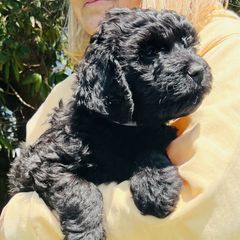 Michael Jordan - Black Barbet puppy in New Bedford, Massachusetts from Barbie's Barbets
