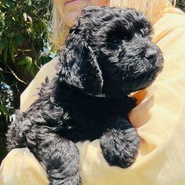 Michael Jordan - Black Barbet puppy in New Bedford, Massachusetts from Barbie's Barbets
