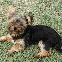 Yorkshire Terriers from Deb's Yorkies