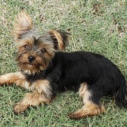 Yorkshire Terriers from Deb's Yorkies