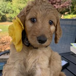 Moana - Apricot female Goldendoodle puppy in Belfair, Washington from Merry R Goldendoodles