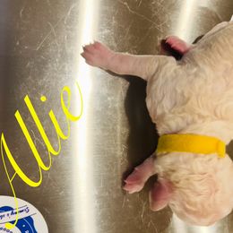 Allie - White female Poodle puppy in Mobile, Alabama from Semmy’s Standard Poodle LLC