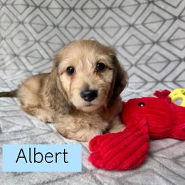 Albert - Cream Silky Wire - Pet Only - 3500 - Cream male Dachshund puppy in Pauls Valley, Oklahoma from Simply Happy Dachshunds