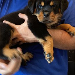 Passion - Black and mahogany female Rottweiler puppy in Detroit, Michigan from Dark Storm Kennels