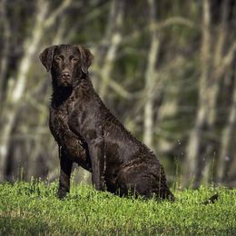 Tulla - Chesapeake Bay Retriever