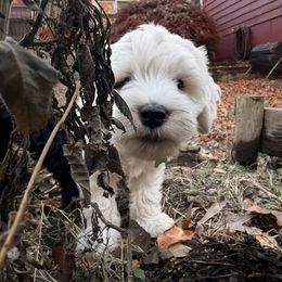 Casper - Chalk male Australian Labradoodle puppy in Saint Louis, Missouri from Gateway Australian Labradoodles