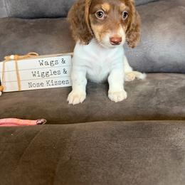 Female 1 - Piebald female Dachshund puppy in Stuart, Iowa from Johnson Family Paws