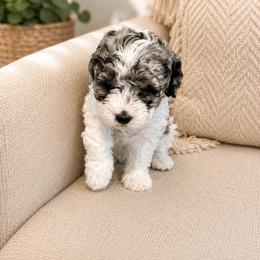 Shihpoo Puppies from My Hometown Doodles