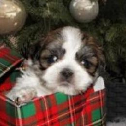 Shih Tzu Puppies from Angie's Teddy Bear Puppies Minnesota