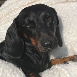 Candy - Dachshund
