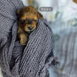 Beau - male Cavapoochon puppy in Bullard, Texas from Cavapoochon Central LLC