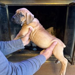 Black collar male - Fawn male Boerboel puppy in Rockford, Illinois from Adoraboerboels