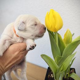 Orange - Light golden male Golden Retriever puppy in Clovis, California from Puppy Love, Hall's Goldens