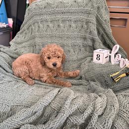 Girl 2 - Apricot female Goldendoodle puppy in Hudson, Indiana from Kim’s Doodles