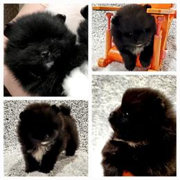 Tuxedo Jack - Black male Pomeranian puppy in Forsyth, Illinois from Brenda's Pomeranians - Amazing Grace Pomeranians