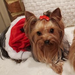 Lissy - Yorkshire Terrier