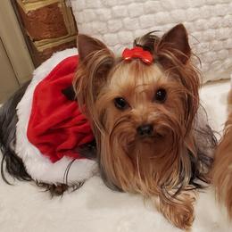 Lissy - Yorkshire Terrier