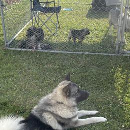 Norwegian Elkhounds from English Bench Elkhounds