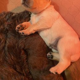 Goldendoodle Puppies from Cottage Companion Doodles