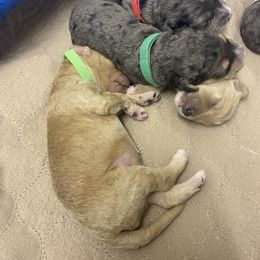 Sheepadoodle Puppies from Sarah Pearl’s Mini Sheepadoodles