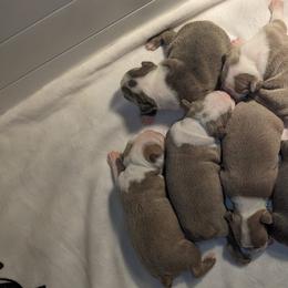 Boston Terrier Puppies from Tellier's AKC Boston Terriers Missouri