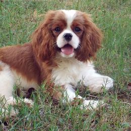 Cavalier King Charles Spaniels from Claymoore Cavaliers