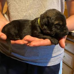 Green collar - Sable male German Shepherd puppy in Rathdrum, Idaho from Angelina's German Shepherds