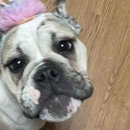Bulldogs from AKC Bulldogs in MS