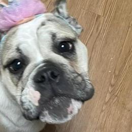 Bulldogs from AKC Bulldogs in MS