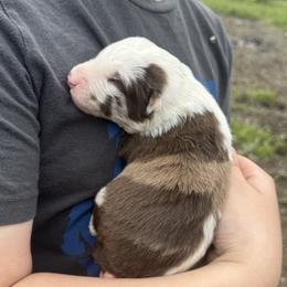 Hunter - Tri-color male Border Collie puppy in Richfield, Ohio from Stone Garden Border Collies
