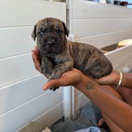 Manhattan - Brindle male Great Dane puppy in Marble Falls, Texas from Notorious Great Danes
