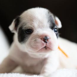 Orange Collar - White and brindle female French Bulldog puppy in Wichita, Kansas from Phantasticus French Bulldogs