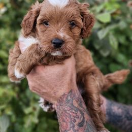 Pumpkin - Red  male Goldendoodle puppy in Lindon, Utah from Ruby’s Minidoodles LLC