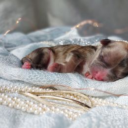 Companion Cross, Havanese, Mal-Shi, Maltese, Maltipoo, Morkie, and Shih Tzu Puppies from Seeking Shalom Acres Maltese, Maltipoos & Havamalts