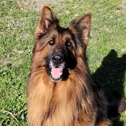 Icon - German Shepherd