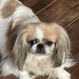 Dilli - Pekingese