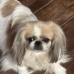 Dilli - Pekingese