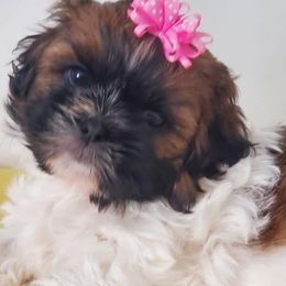 Shih Tzus from Pierina's Shih Tzus
