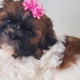 Shih Tzus from Pierina's Shih Tzus