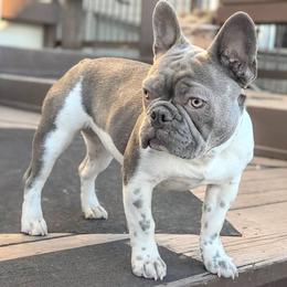 Lux - French Bulldog