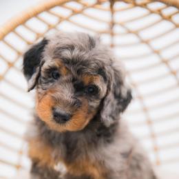 Australian Mountain Doodle Puppies from Brick House Farm Doodles