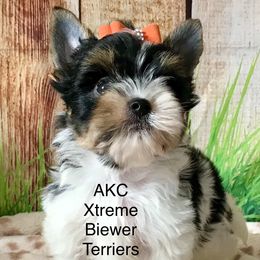 Xtreme Boy 2 - Black tan and white male Biewer Terrier puppy in Jonestown, Pennsylvania from AKC Xtreme Biewer Terriers...