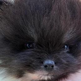 Monica - Tri-colored female Pomeranian puppy in Edmond, Oklahoma from My Sun & Moon Poms