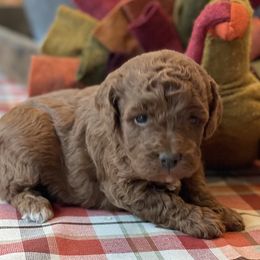 Ginger - Red  female Poodle puppy in Ogden, Utah from Bells Poodles