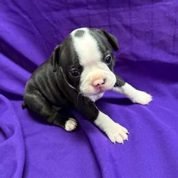 Bellatrix - Black brindle and white female Boston Terrier puppy in Kingsport, Tennessee from Dreamweaver Bostons