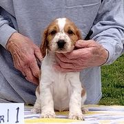 Welsh Springer Spaniel Puppies from Gualtieri's Welsh Springer Spaniels